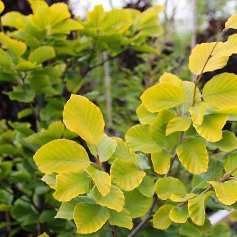 Fagus sylvatica Dawyck Gold - Hêtre fastigié doré (Feuillage)