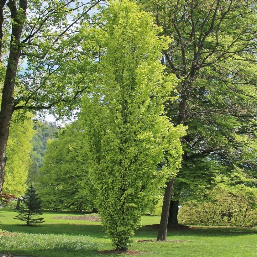 Fagus sylvatica Dawyck Gold - Hêtre fastigié doré (Port)