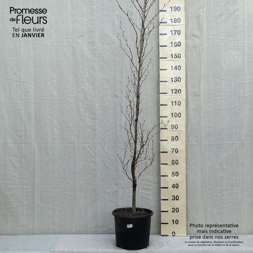 Spécimen de Fagus sylvatica Dawyck Gold - Hêtre fastigié doré tel que livré en hiver