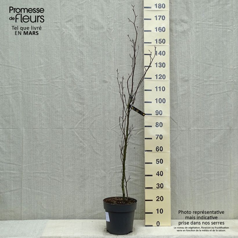 Spécimen de Fagus sylvatica Dawyck - Hêtre fastigié Pot de 10L tel que livré au printemps