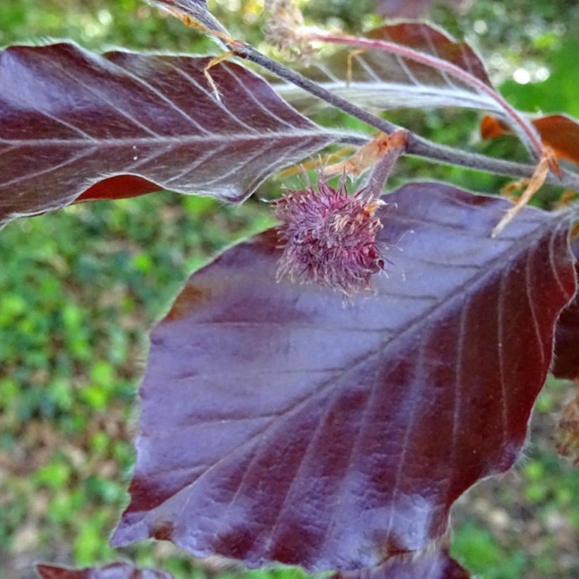 Fagus sylvatica Dawyck Purple - Hêtre fastigié pourpre (Feuillage)