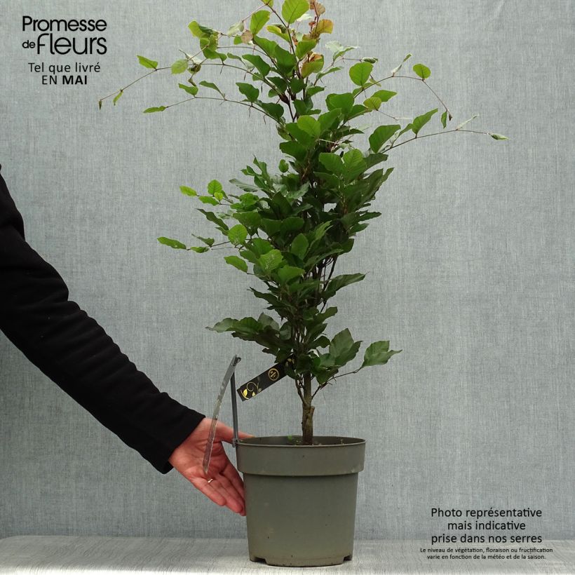 Spécimen de Fagus sylvatica Dawyck Purple - Hêtre fastigié pourpre Pot de 4L/5L tel que livré au printemps