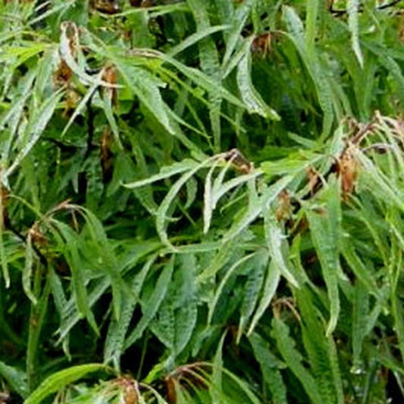 Fagus sylvatica Mercedes - Hêtre nain (Feuillage)