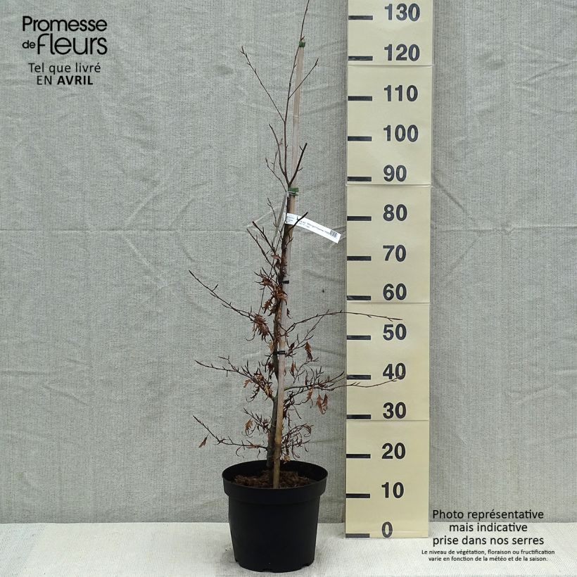 Spécimen de Fagus sylvatica Midnight Feather - Hêtre Pot de 5L Hauteur livrée env. 120/150cm tel que livré au printemps