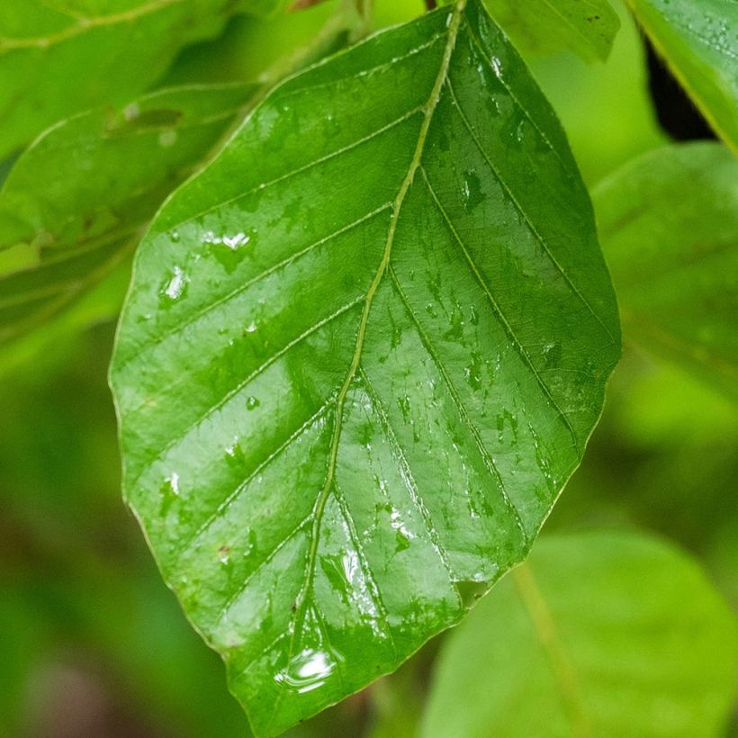 Hêtre pleureur - Fagus sylvatica Pendula (Feuillage)