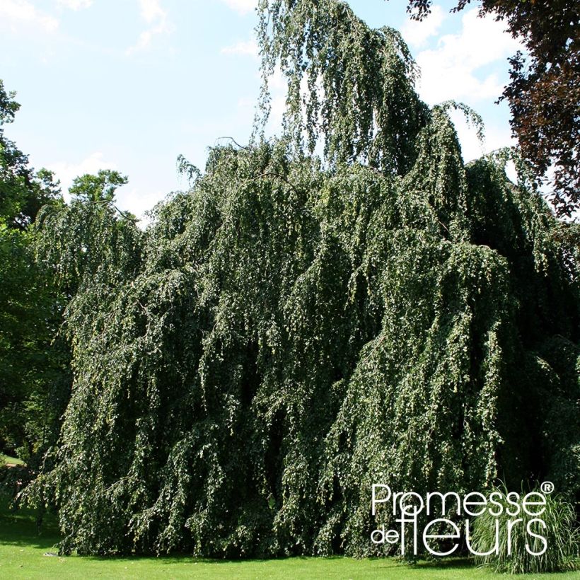 Hêtre pleureur - Fagus sylvatica Pendula (Port)