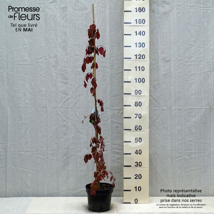 Spécimen de Fagus sylvatica Purple Fountain - Hêtre pourpre pleureur tel que livré au printemps