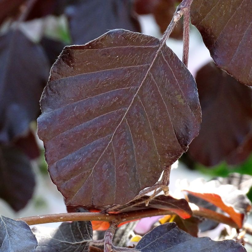 Fagus sylvatica Purple Fountain - Hêtre pourpre pleureur (Feuillage)