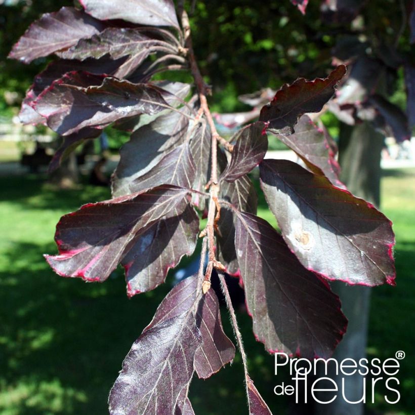 Hêtre pourpre pleureur - Fagus sylvatica Purpurea Pendula (Feuillage)