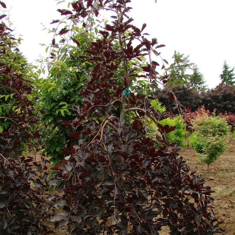 Hêtre pourpre pleureur - Fagus sylvatica Purpurea Pendula (Port)