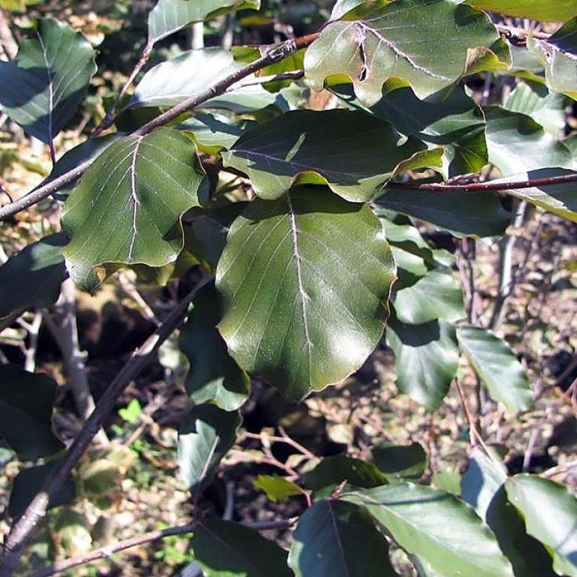 Hêtre pourpre - Fagus sylvatica Riversii (Feuillage)