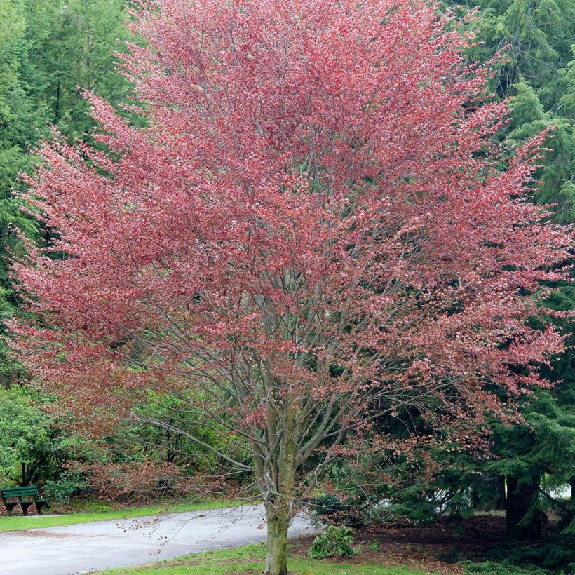 Hêtre pourpre - Fagus sylvatica Riversii (Port)