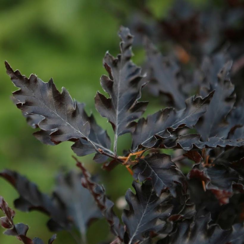 Fagus sylvatica Rohan Weeping - Hêtre pourpre pleureur (Feuillage)