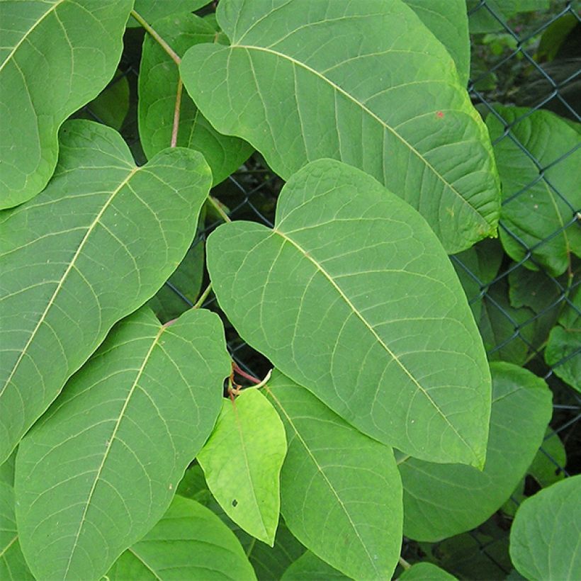 Fallopia sachalinensis (Feuillage)