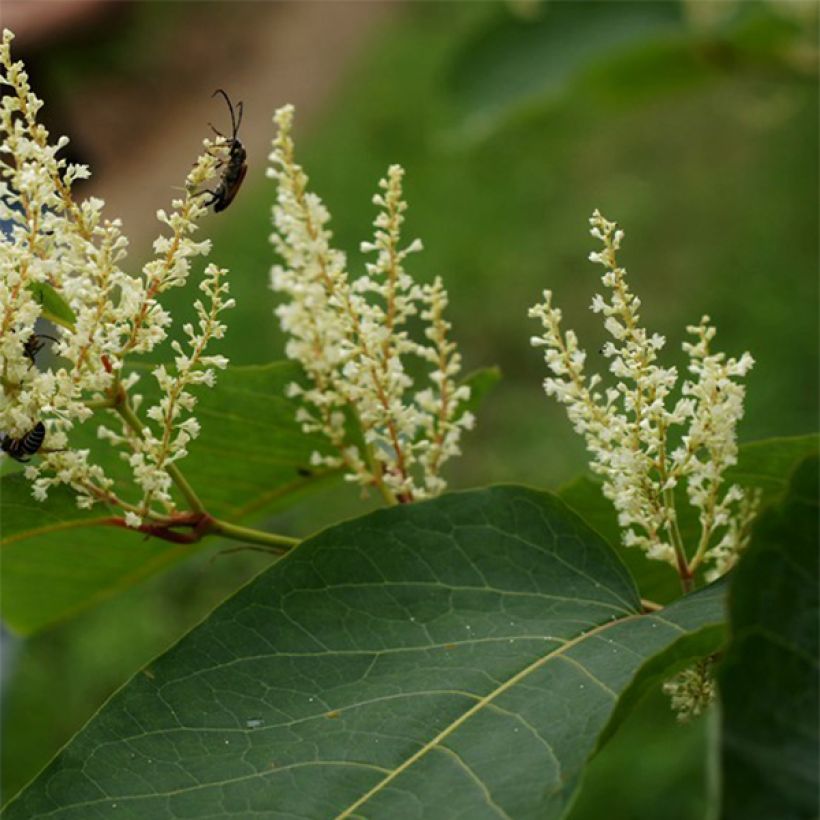 Fallopia sachalinensis (Floraison)