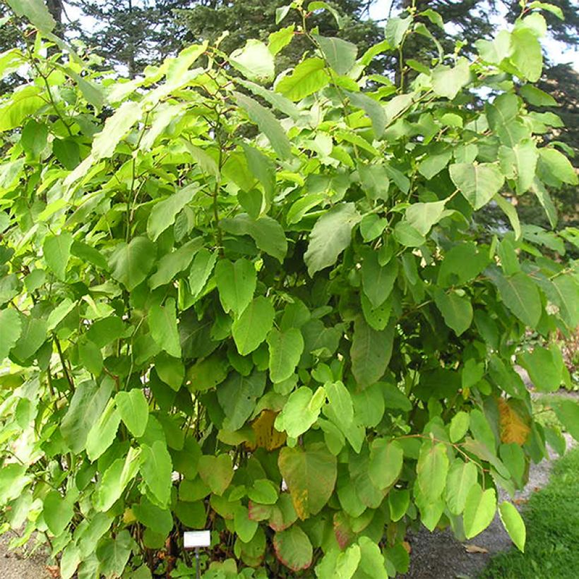 Fallopia sachalinensis (Port)