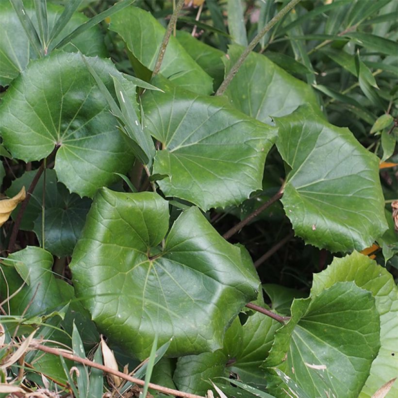 Farfugium japonicum - Plante panthère (Feuillage)