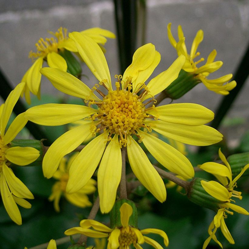 Farfugium japonicum - Plante panthère (Floraison)