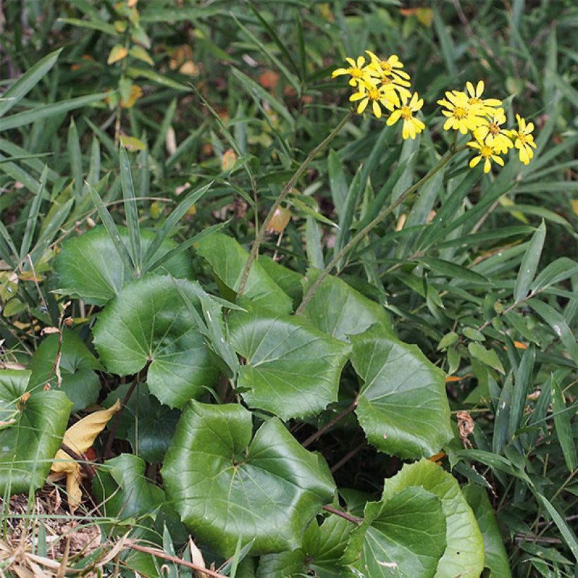 Farfugium japonicum - Plante panthère (Port)