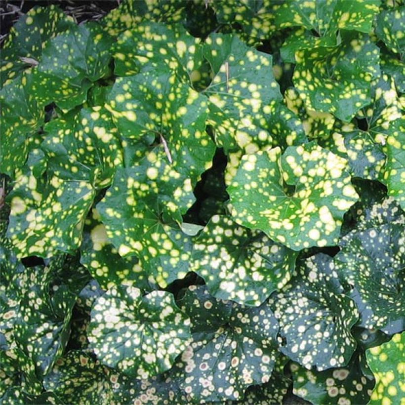 Farfugium japonicum Aureomaculatum - Plante Panthère. (Feuillage)