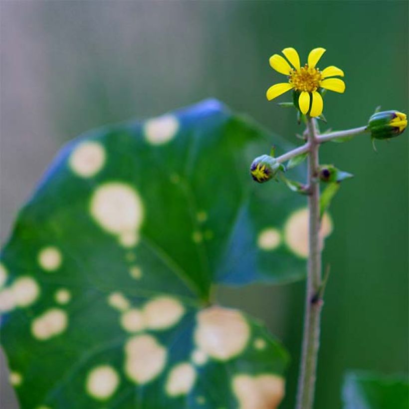 Farfugium japonicum Aureomaculatum - Plante Panthère. (Floraison)