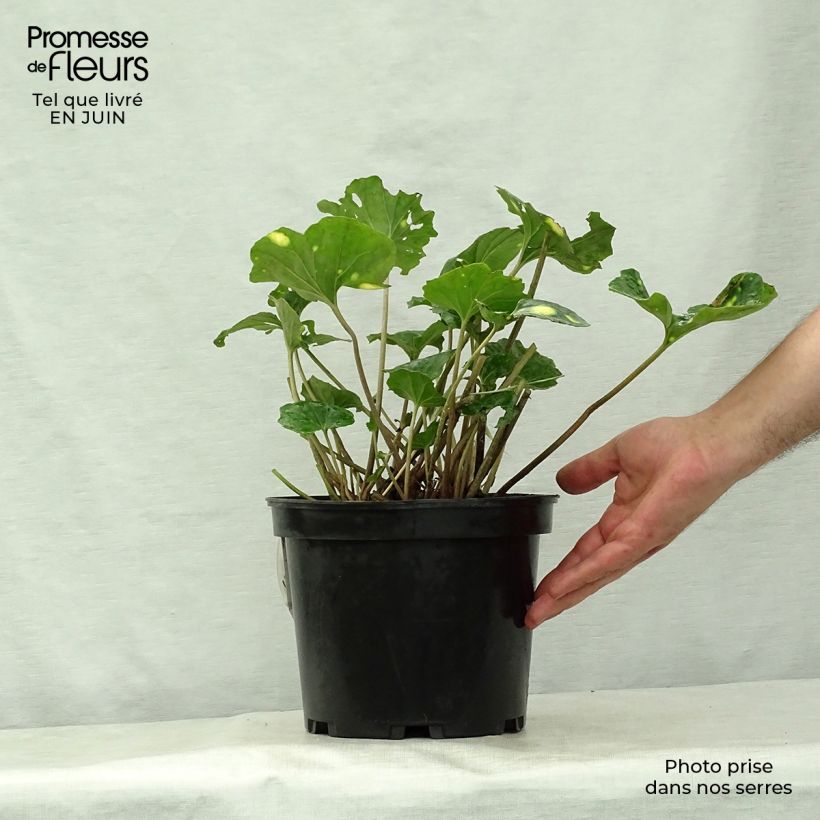 Spécimen de Farfugium japonicum Aureomaculatum - Plante Panthère. Pot de 3L/4L tel que livré en été