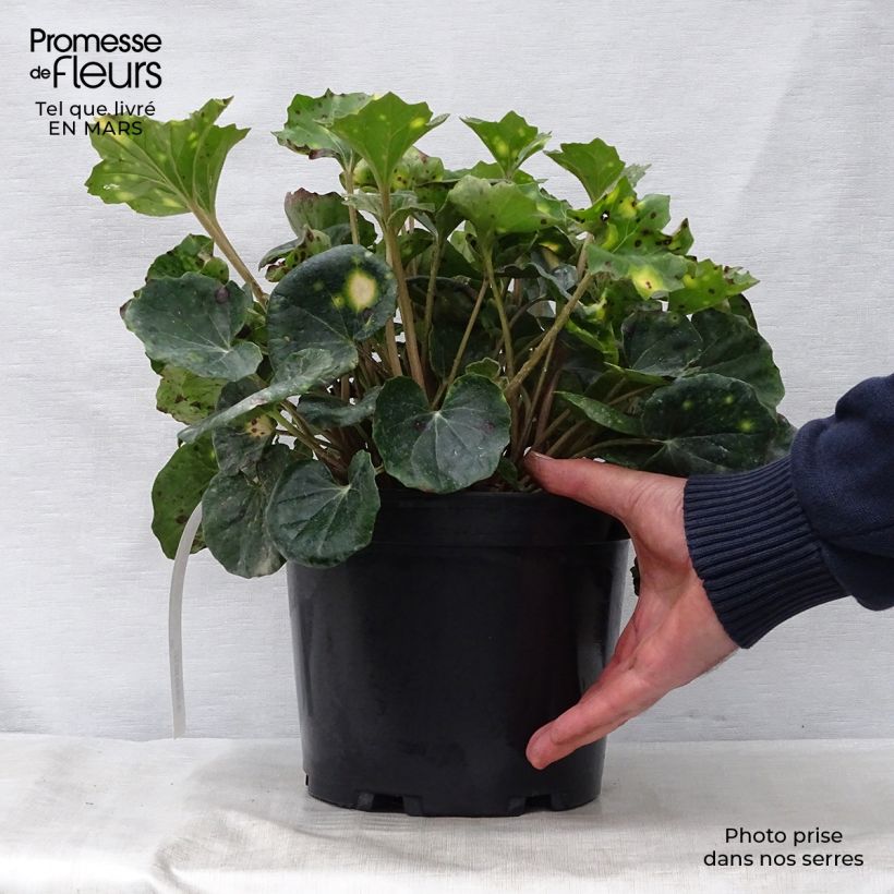 Spécimen de Farfugium japonicum Aureomaculatum - Plante Panthère. Pot de 3L/4L tel que livré au printemps