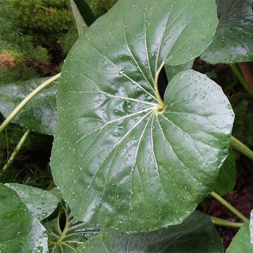 Farfugium japonicum Gigantea - Plante Panthère géante. (Feuillage)