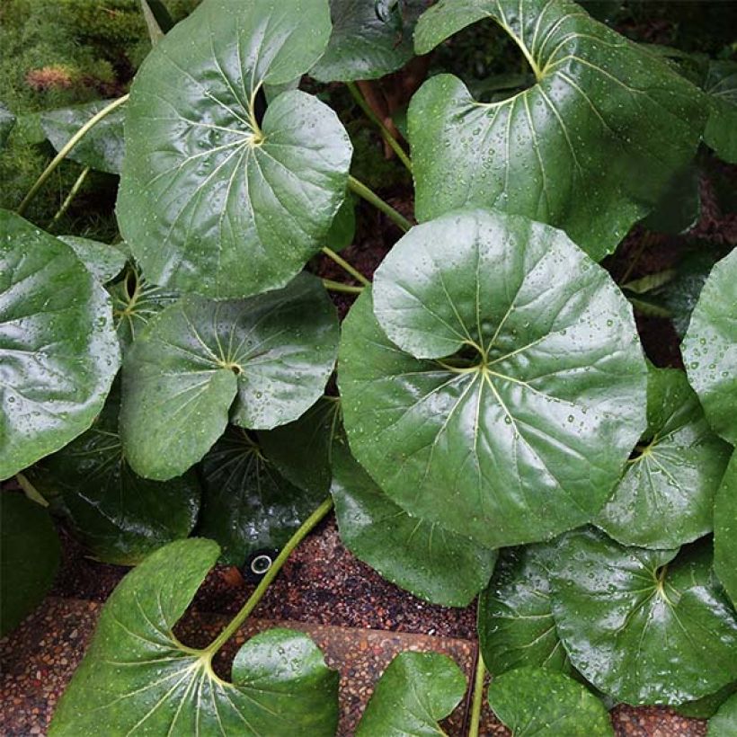 Farfugium japonicum Gigantea - Plante Panthère géante. (Port)