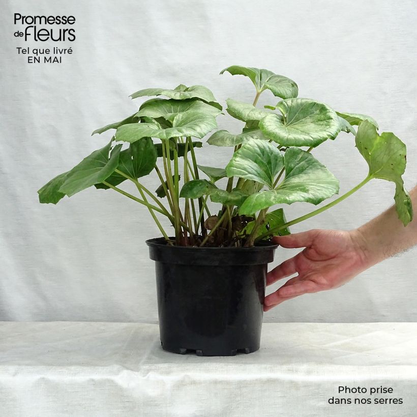 Spécimen de Farfugium japonicum Gigantea - Plante Panthère géante. tel que livré au printemps