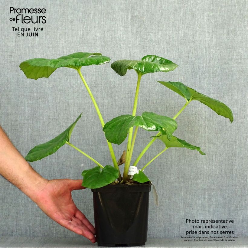 Spécimen de Farfugium japonicum Gigantea - Plante Panthère géante. Pot de 3L/4L tel que livré en été