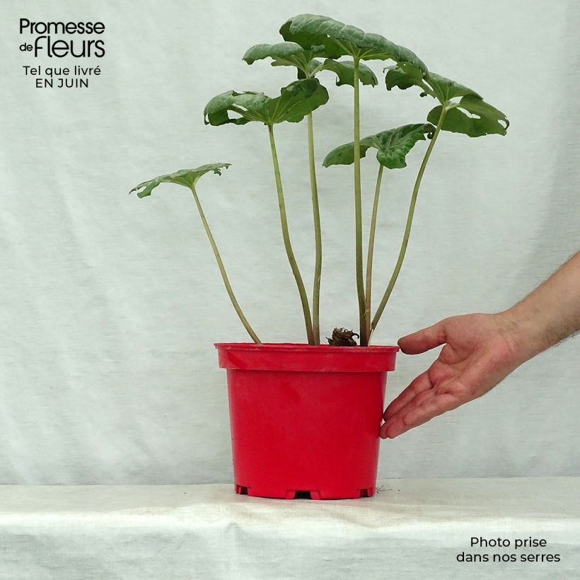 Spécimen de Farfugium japonicum - Plante panthère tel que livré en ete