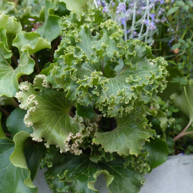 Farfugium japonicum Wavy Gravy - Plante panthère (Feuillage)