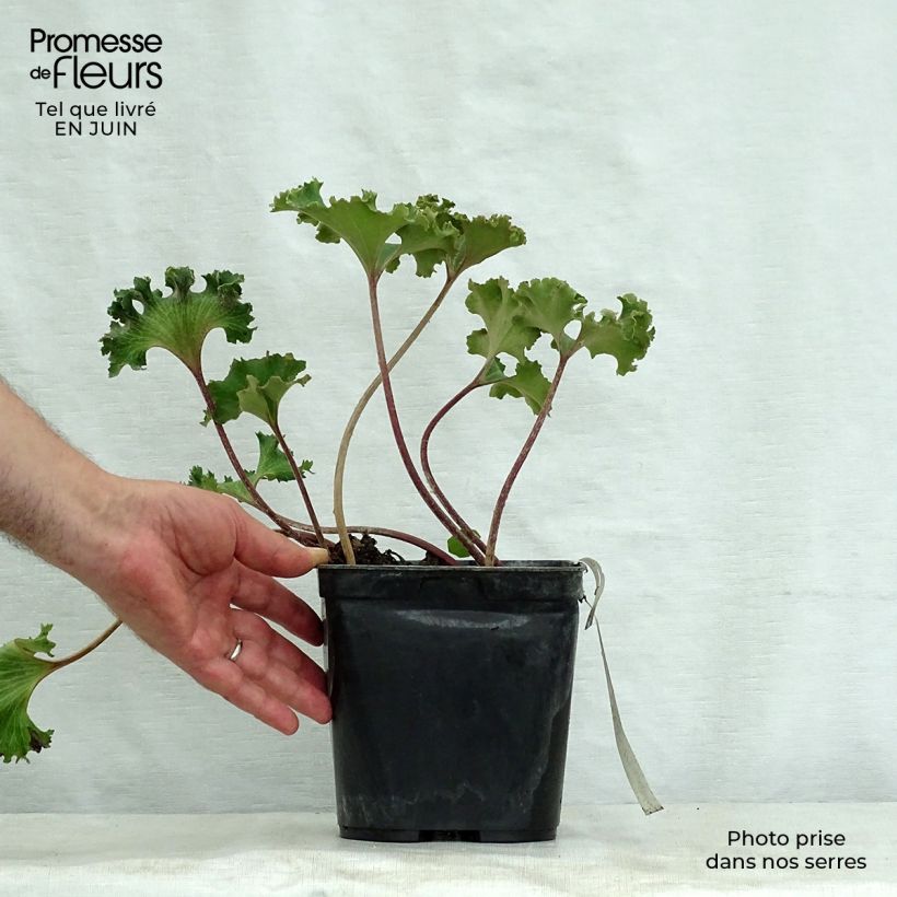 Spécimen de Farfugium japonicum Wavy Gravy - Plante panthère Pot de 2L/3L tel que livré en été