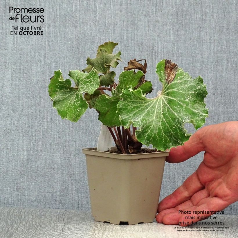 Spécimen de Farfugium japonicum Wavy Gravy - Plante panthère Godet de 8/9 cm tel que livré en automne