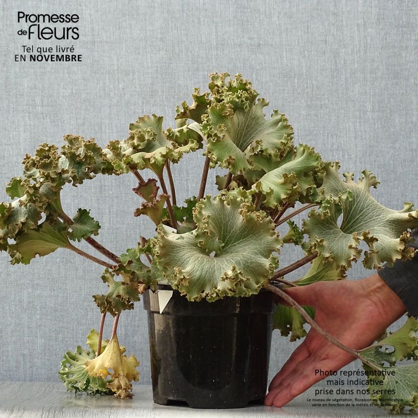Spécimen de Farfugium japonicum Wavy Gravy - Plante panthère Pot de 2L/3L tel que livré en automne