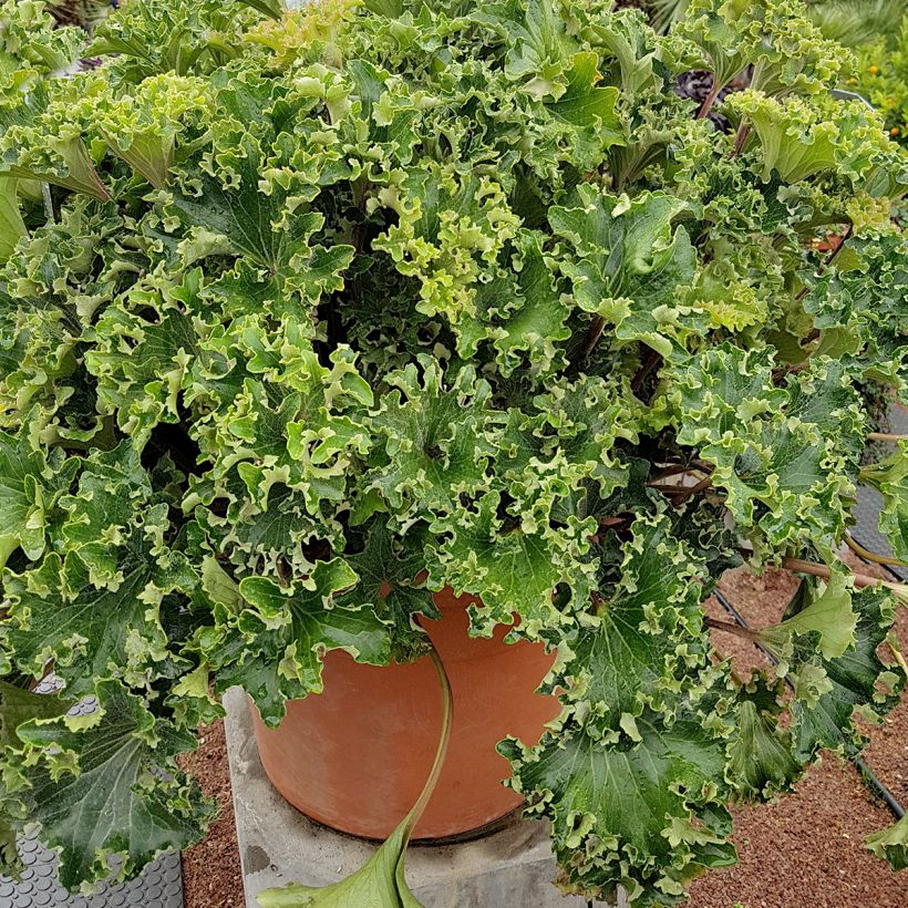 Farfugium japonicum Wavy Gravy - Plante panthère (Port)