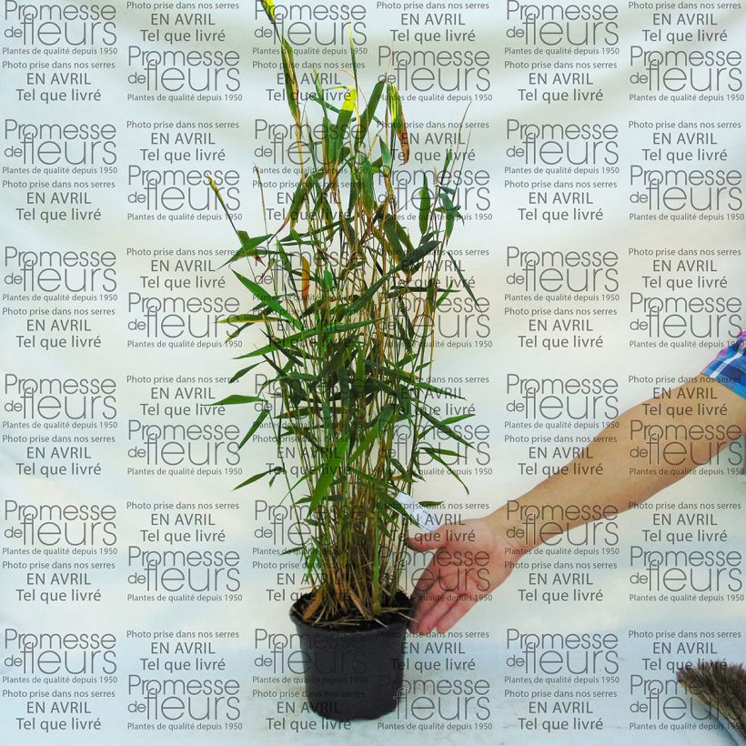 Exemple de spécimen de Fargesia papyrifera Blue Dragon - Bambou non traçant Pot de 2L/3LHauteur livrée env. 20/+cm tel que livré