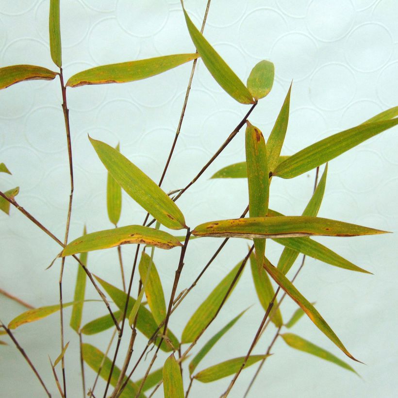 Fargesia Green Dragon - Bambou non traçant. (Feuillage)