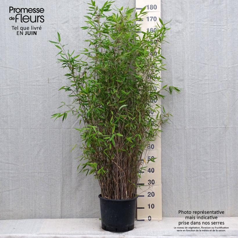 Spécimen de Fargesia Viking - Bambou non traçant Pot de 12L/15L tel que livré en été