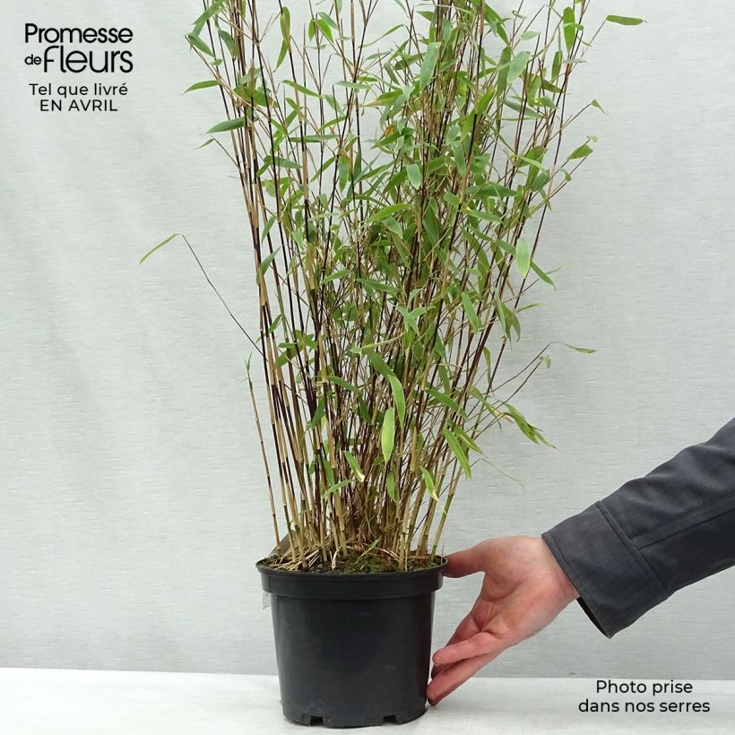 Spécimen de Fargesia Winter Joy - Bambou non traçant Pot de 2L/3LHauteur livrée env. 70/80cm tel que livré au printemps