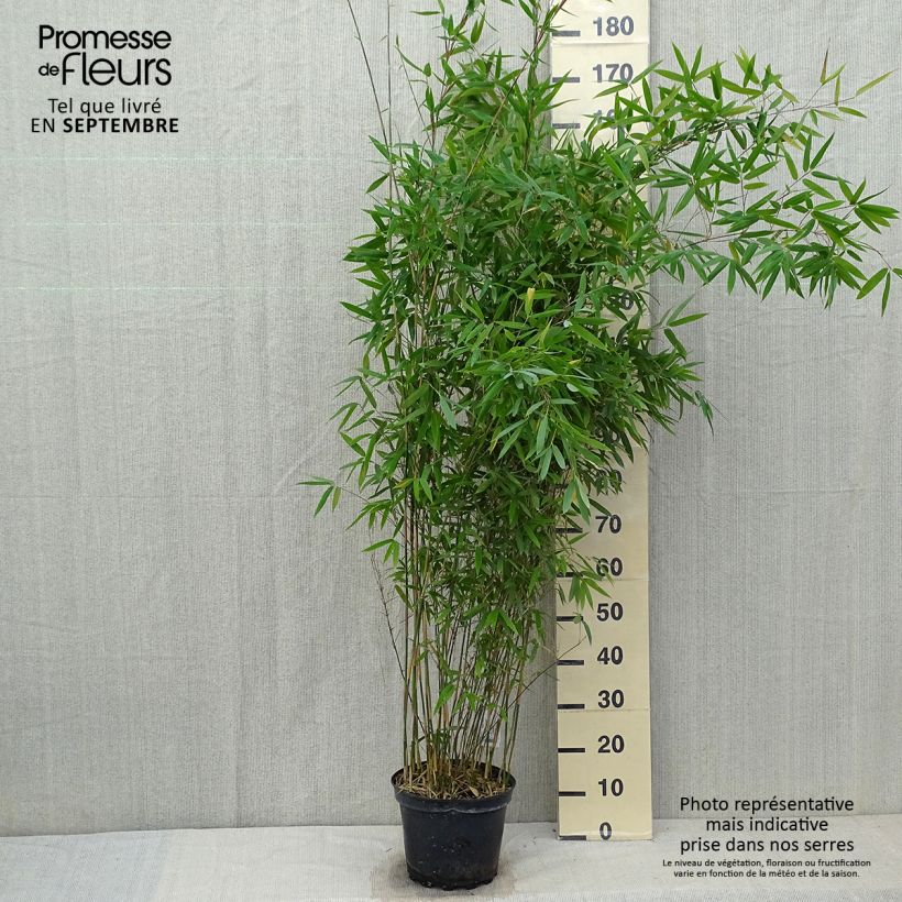 Spécimen de Fargesia Winter Joy - Bambou non traçant tel que livré en automne