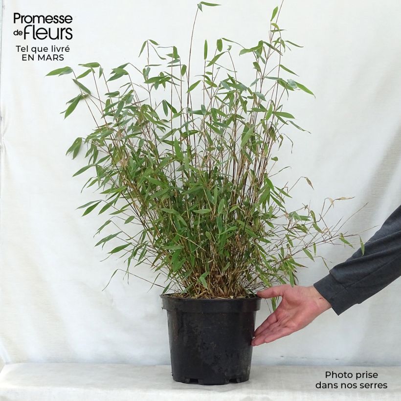 Spécimen de Fargesia Winter Joy - Bambou non traçant Pot de 7,5L/10LHauteur livrée env. 125cm tel que livré au printemps