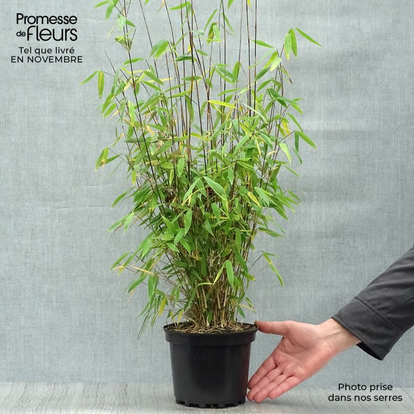 Spécimen de Fargesia Winter Joy - Bambou non traçant tel que livré en automne