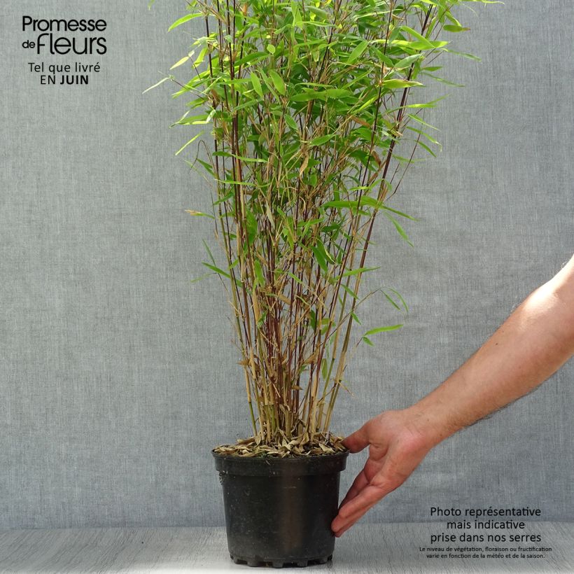 Spécimen de Fargesia Winter Joy - Bambou non traçant Pot de 2L/3L tel que livré en été