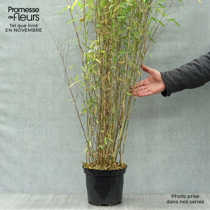 Spécimen de Fargesia Winter Joy - Bambou non traçant tel que livré en automne