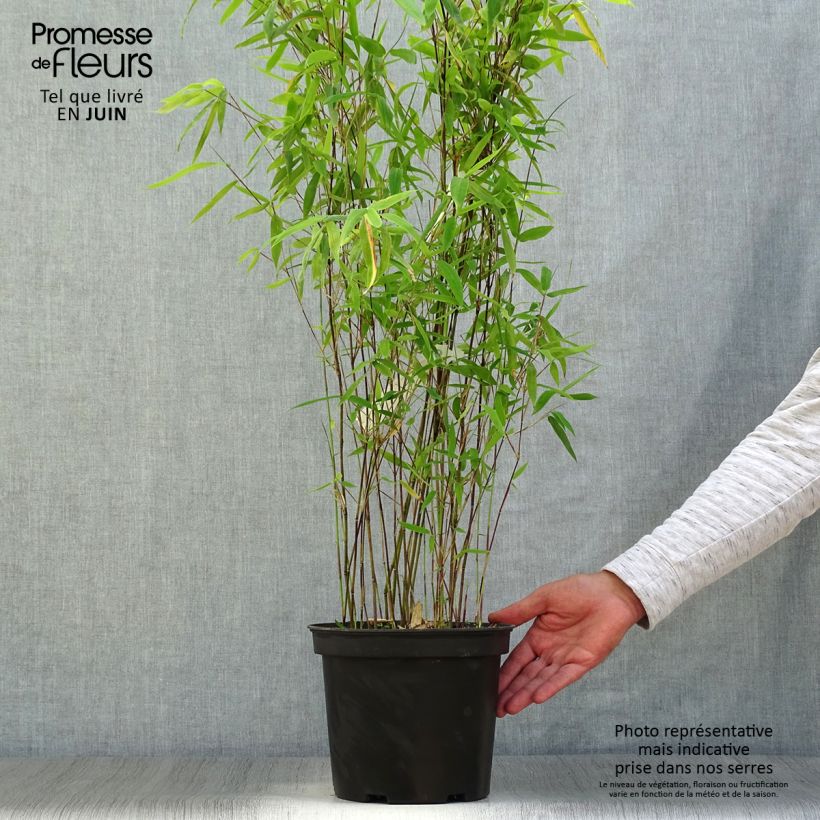 Spécimen de Fargesia Winter Joy - Bambou non traçant Pot de 4L/5L tel que livré en été