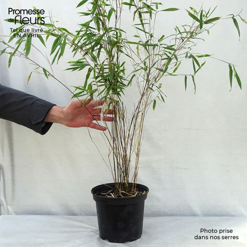 Spécimen de Fargesia Winter Joy - Bambou non traçant Pot de 4L/5LHauteur livrée env. 80/100cm tel que livré au printemps