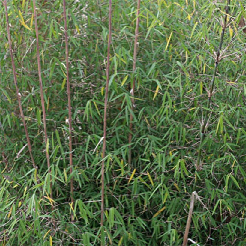 Fargesia angustissima - Bambou non traçant (Feuillage)