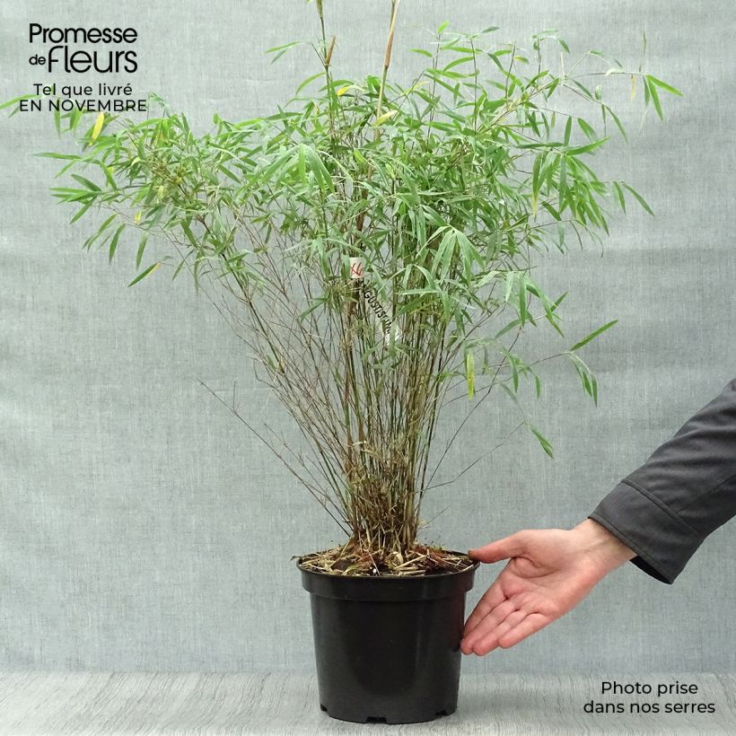 Spécimen de Fargesia angustissima - Bambou non traçant tel que livré en automne